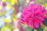 DSCF0303