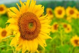 DSCF0016