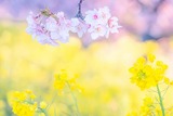 山の手さくらまつり(4)