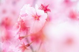 DSCF0005