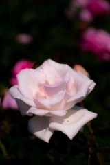 DSCF0281