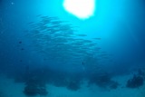 DSC00005