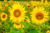 DSCF0023