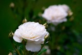 DSCF0287-2