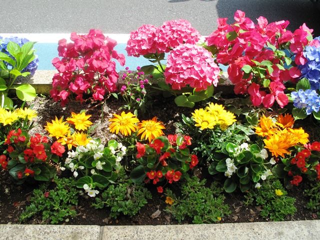 小岩フラワーロードの花壇コンクール デジカメ日記