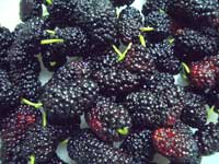 mulberry