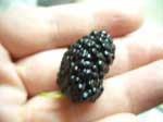 mulberry on my hand