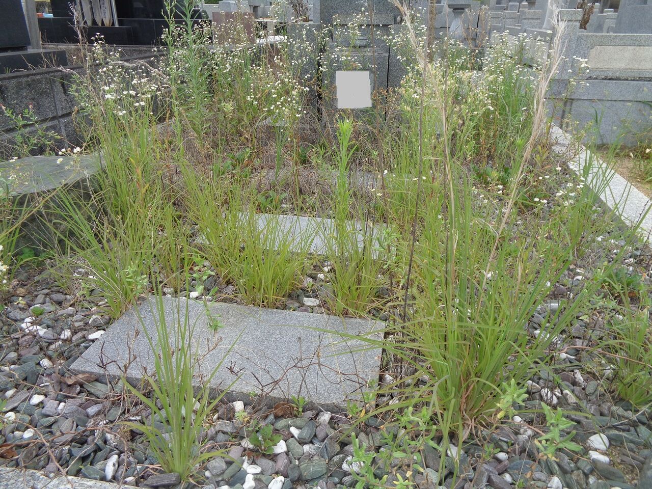 お墓のあり方 ある田舎のオッサンのブログ