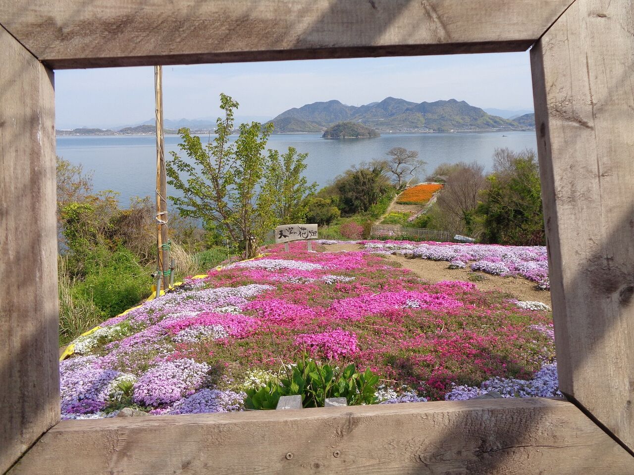 天空の花畑 ある田舎のオッサンのブログ 天空の花畑 ある田舎のオッサンのブログ