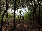DSC2020-09260