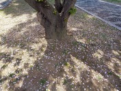 DSC09136