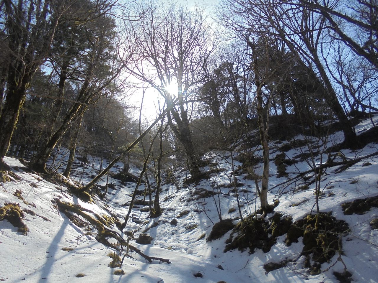 雪の庭園 ある田舎のオッサンのブログ 雪の庭園 ある田舎のオッサンのブログ