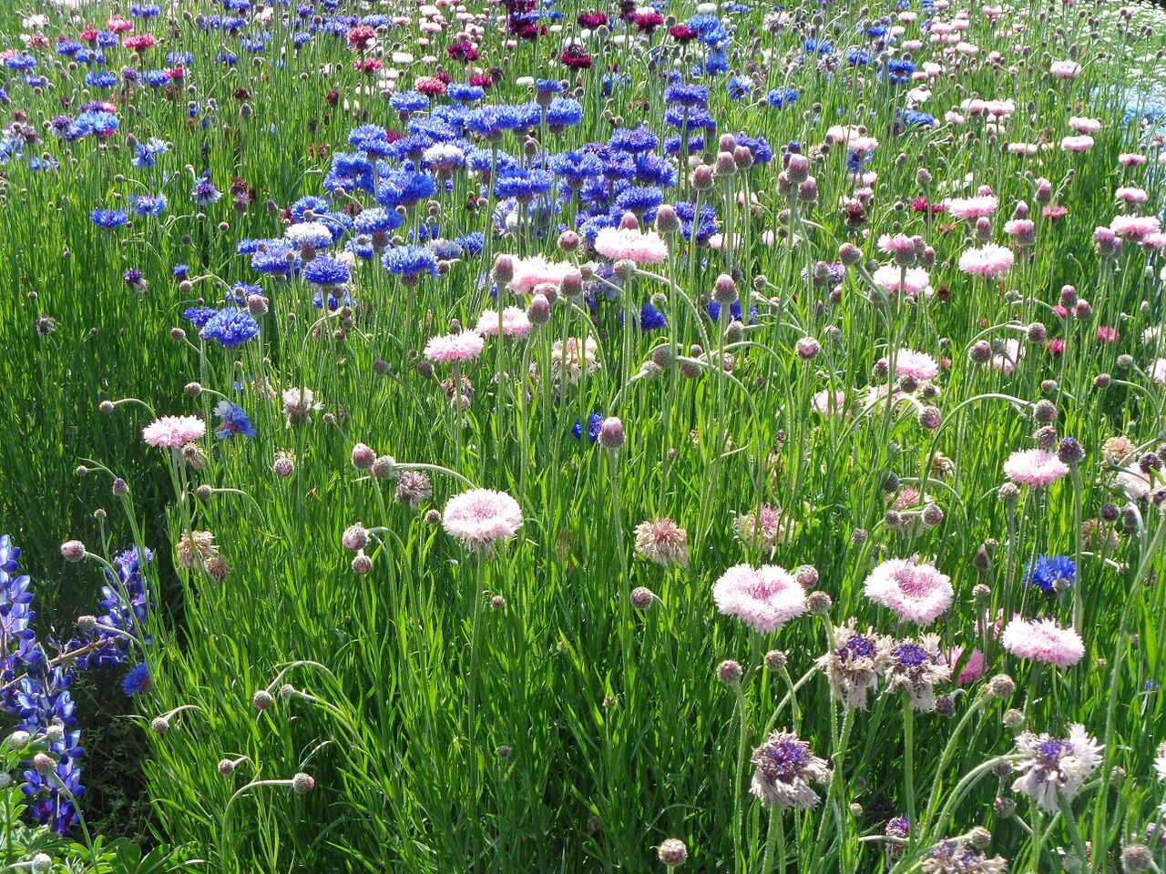花々を愛でる ある田舎のオッサンのブログ