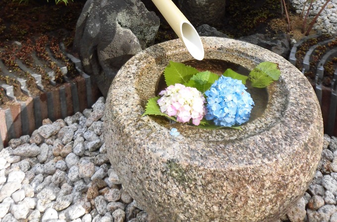 坪庭｜つくばいと花（あじさい）