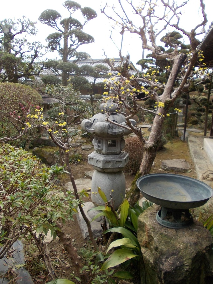 禅導寺6尺　岡崎産　　灯篭のあるお庭3