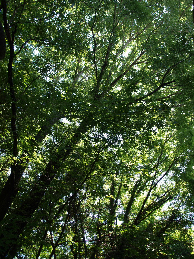 石に苔を生やす|条件と環境