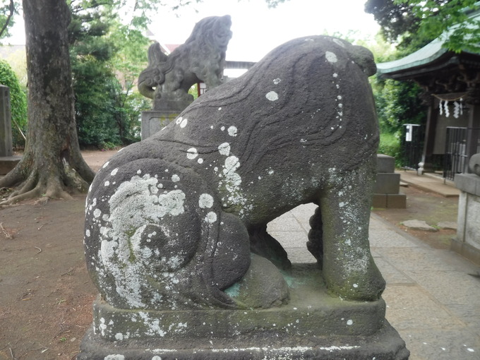 狛犬|江古田氷川神社(東京都中野区)