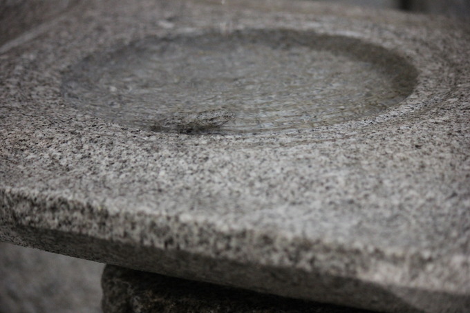 蛙が隠れている水穴