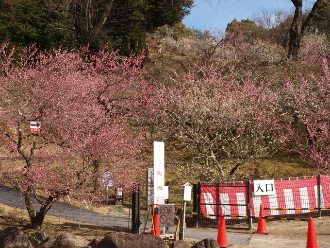 全国名灯籠|岩津天満宮東山梅苑