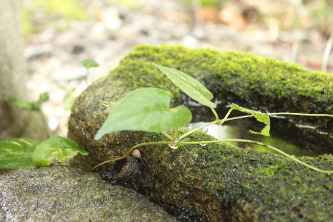 苔と石の水鉢