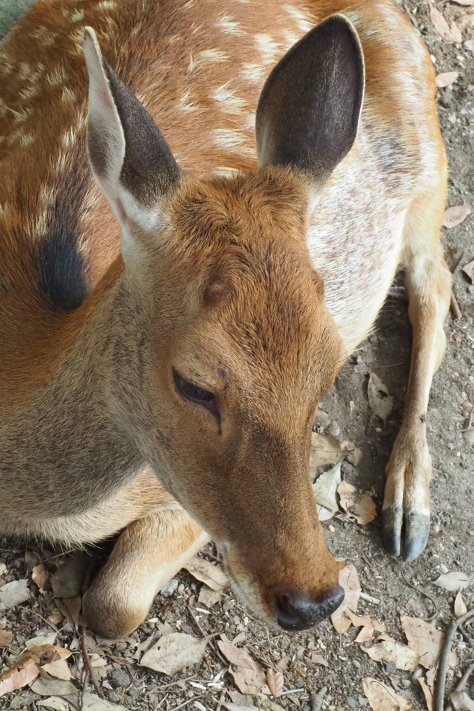鹿の耳｜奈良公園