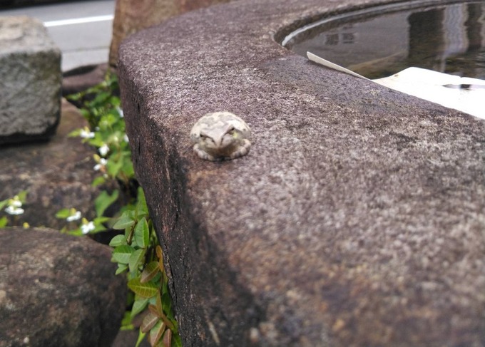 傾げた蛙