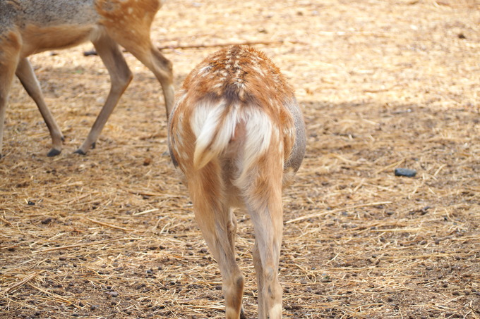 奈良公園の鹿お尻