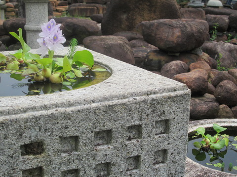 銀閣寺水鉢とホテイアオイ