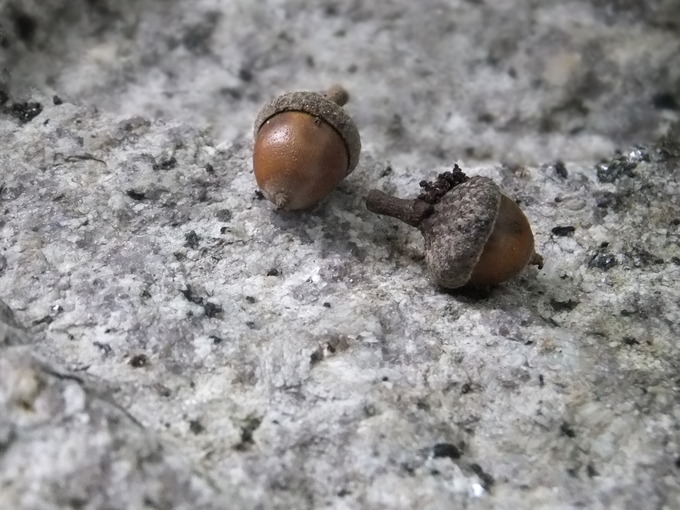 DSCF4261