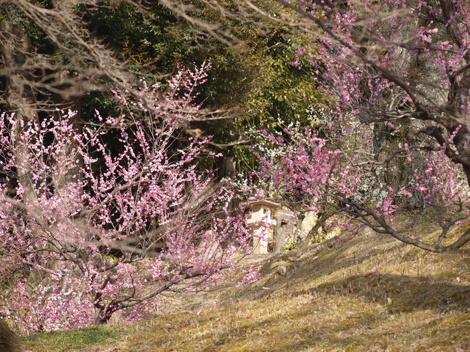 全国名灯籠|岩津天満宮東山梅苑