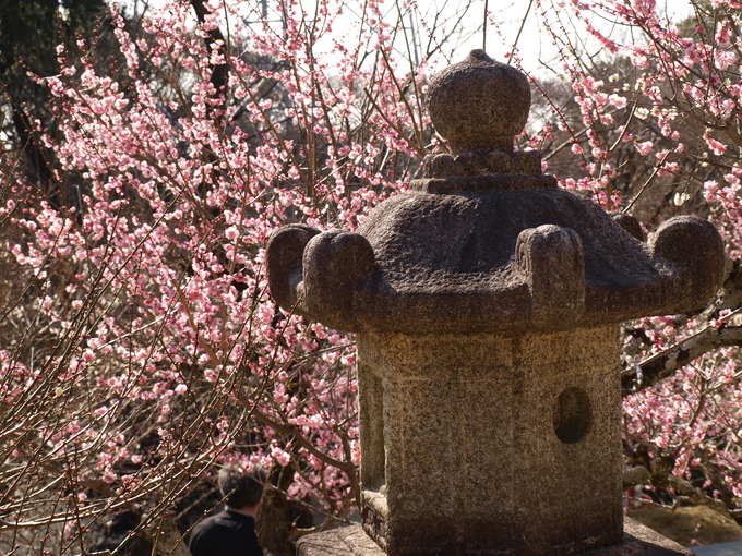 石清水|岩津天満宮東山梅苑