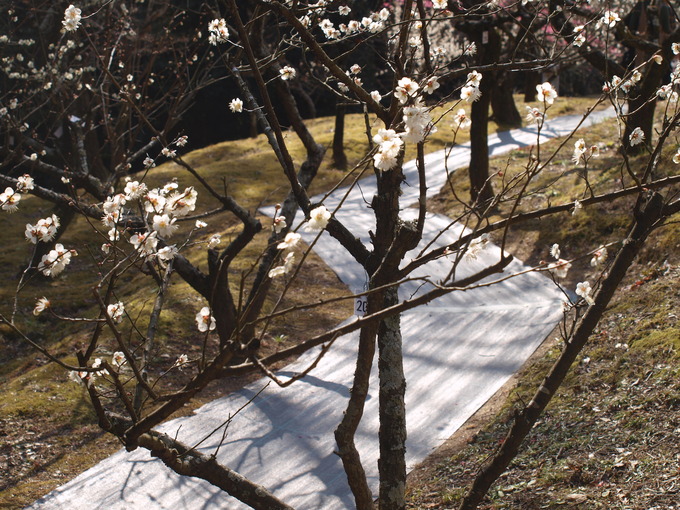 岩津天満宮東山梅苑