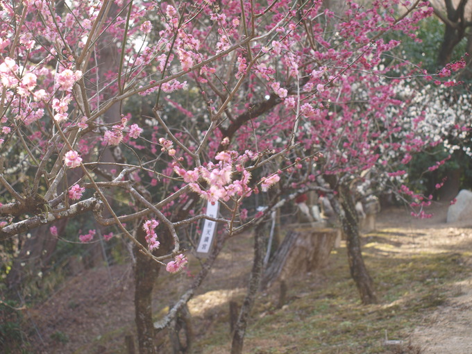 岩津天満宮東山梅苑