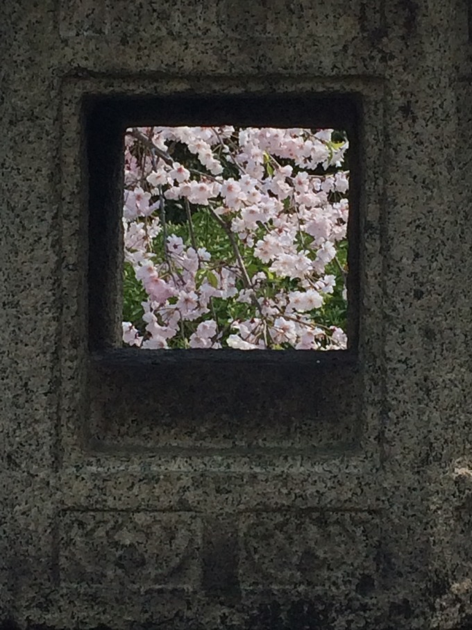 石灯篭と枝垂れ桜