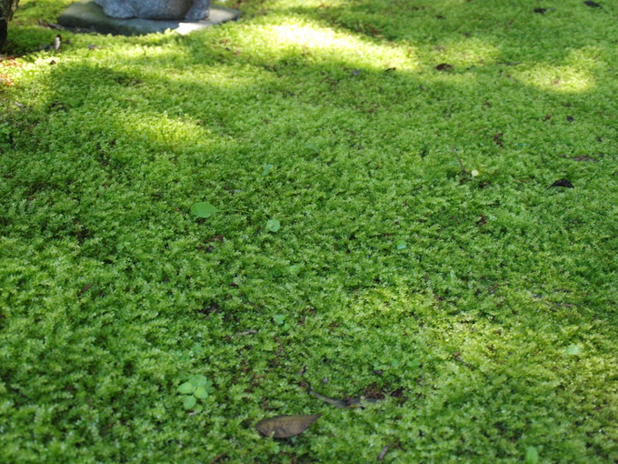 石に苔を生やす|条件と環境