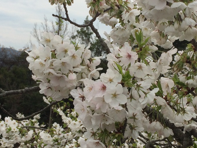 桜の花