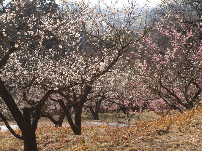 岩津天満宮東山梅苑