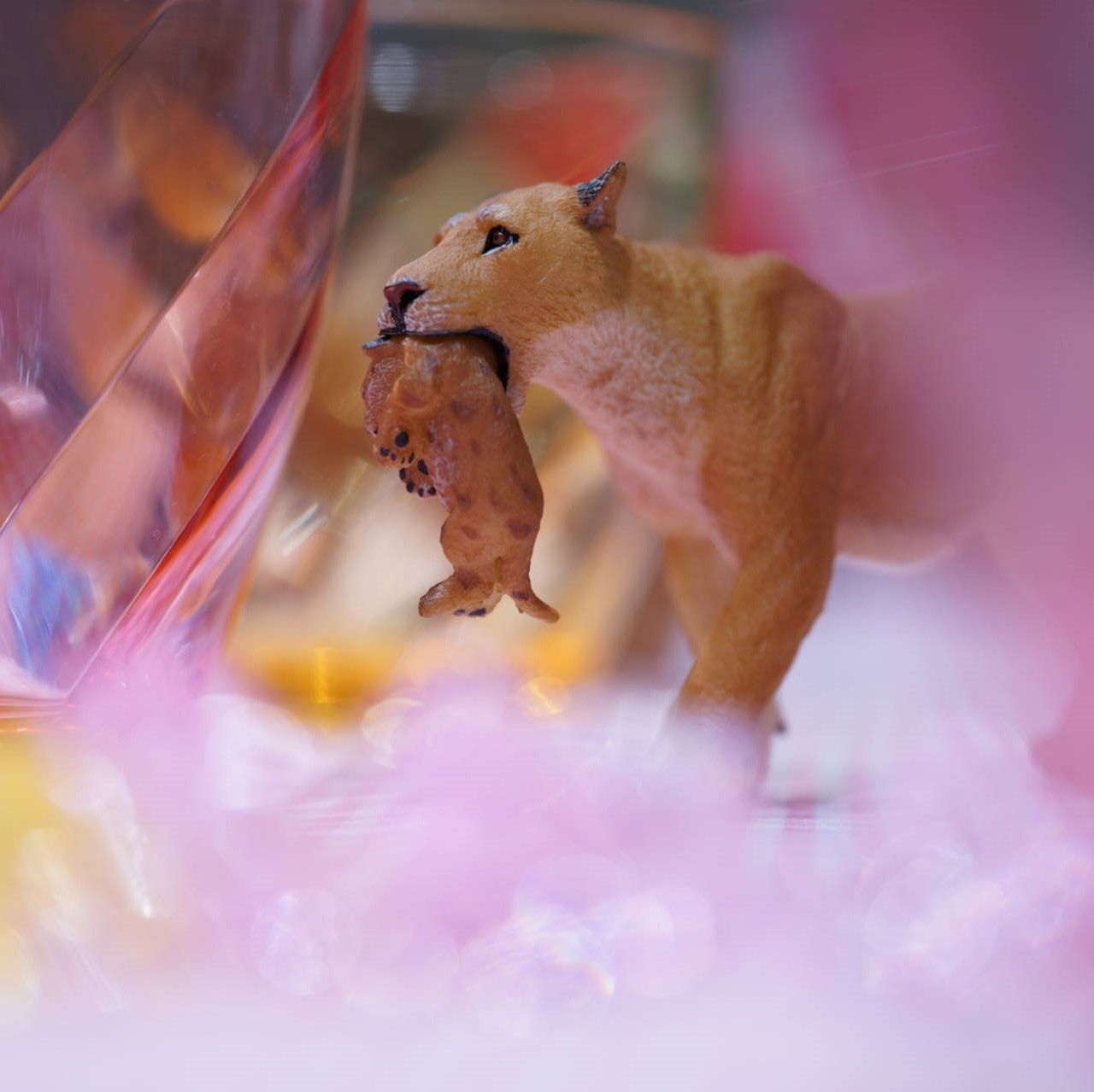 猫770 愛猫を可愛く撮りたい ﾟ ﾉd ﾟ カメラ修行中の飼い主と呆れた顔の愛猫と ねことアパートと1人暮らし とらやんとおらと