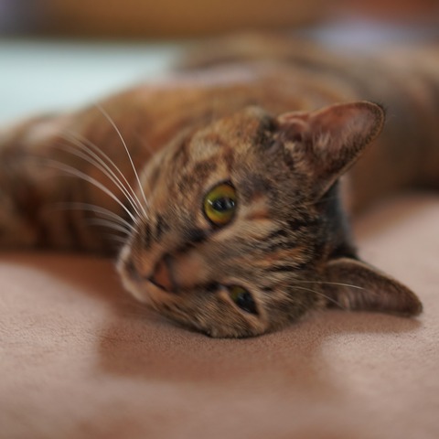 DSC06525