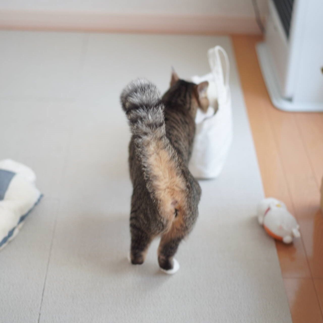 猫1006 しっぽぶわぶわにゃんこ ねことアパートと1人暮らし とらやんとおらと