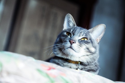ねこのおもちゃ代未考慮だった