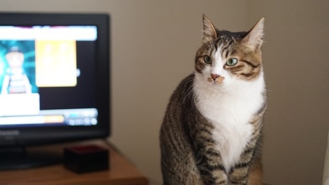 テレビ前の猫1