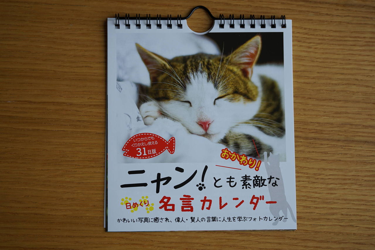 子猫68 ダイソーからめんこい猫の日めくりカレンダーが出たぞーs D ﾉ ﾉ 猫704 ねことアパートと1人暮らし とらやんとおらと