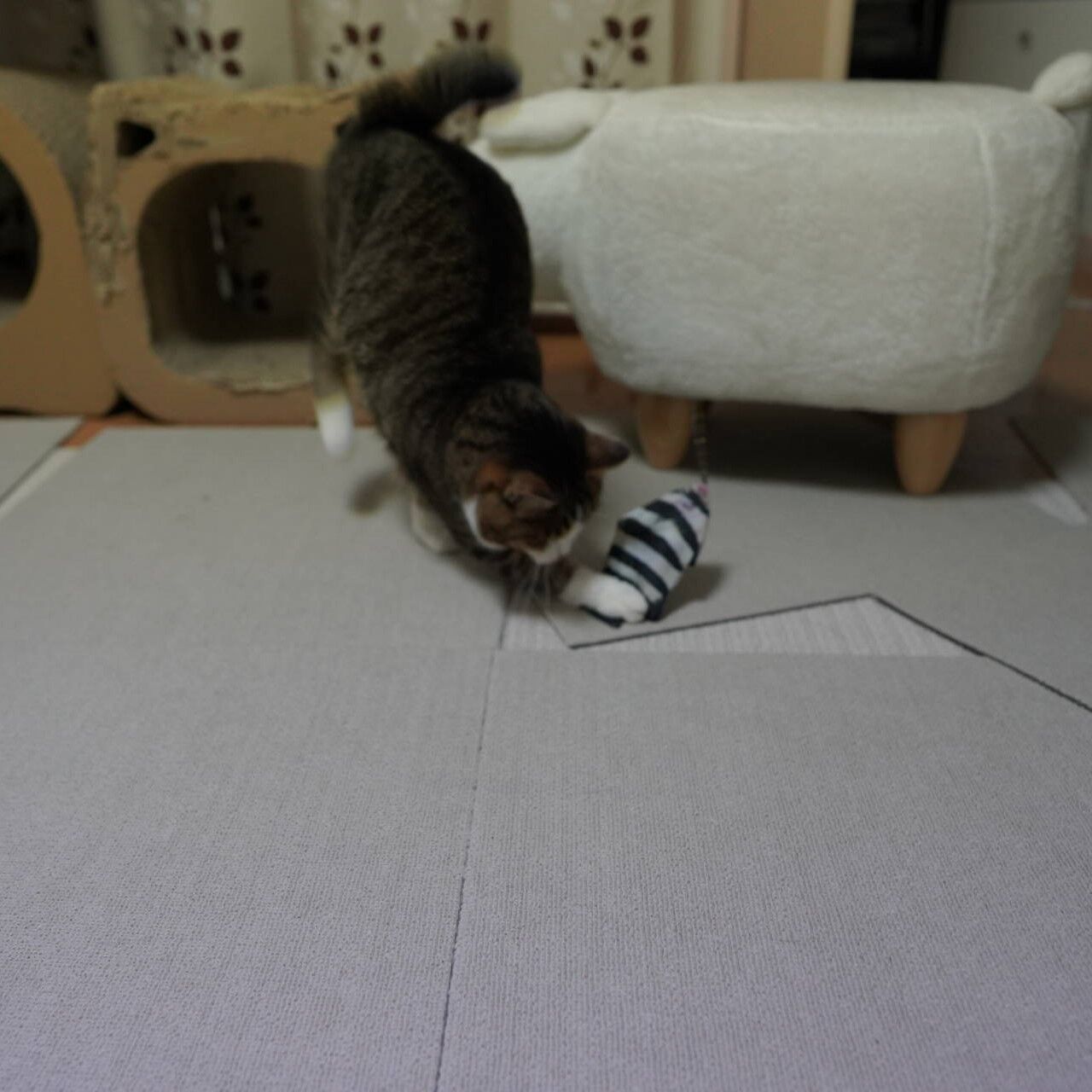 猫1171 炊飯器さんとイシダイさんを狙う愛猫と ねことアパートと1人暮らし とらやんとおらと 猫1171 炊飯器さんとイシダイさんを狙う愛猫と ねことアパートと1人暮らし とらやんとおらと