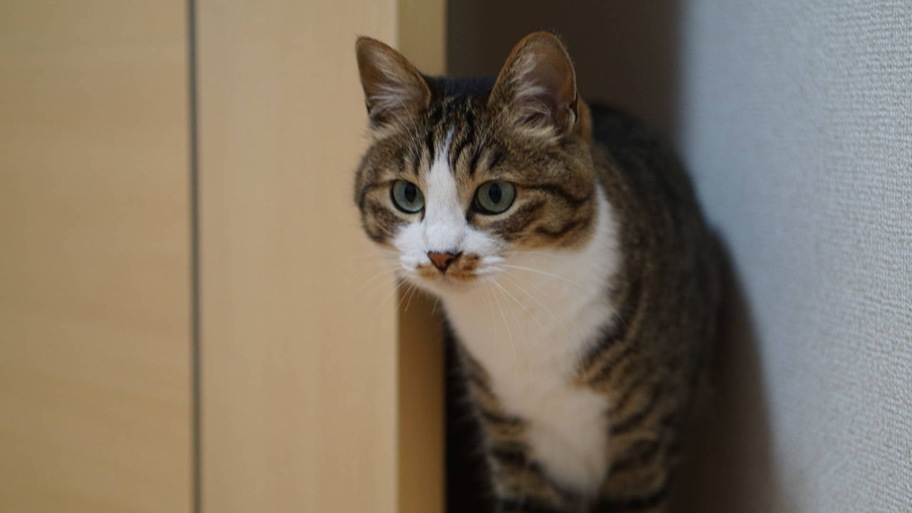 子猫 ご飯 食べ ない