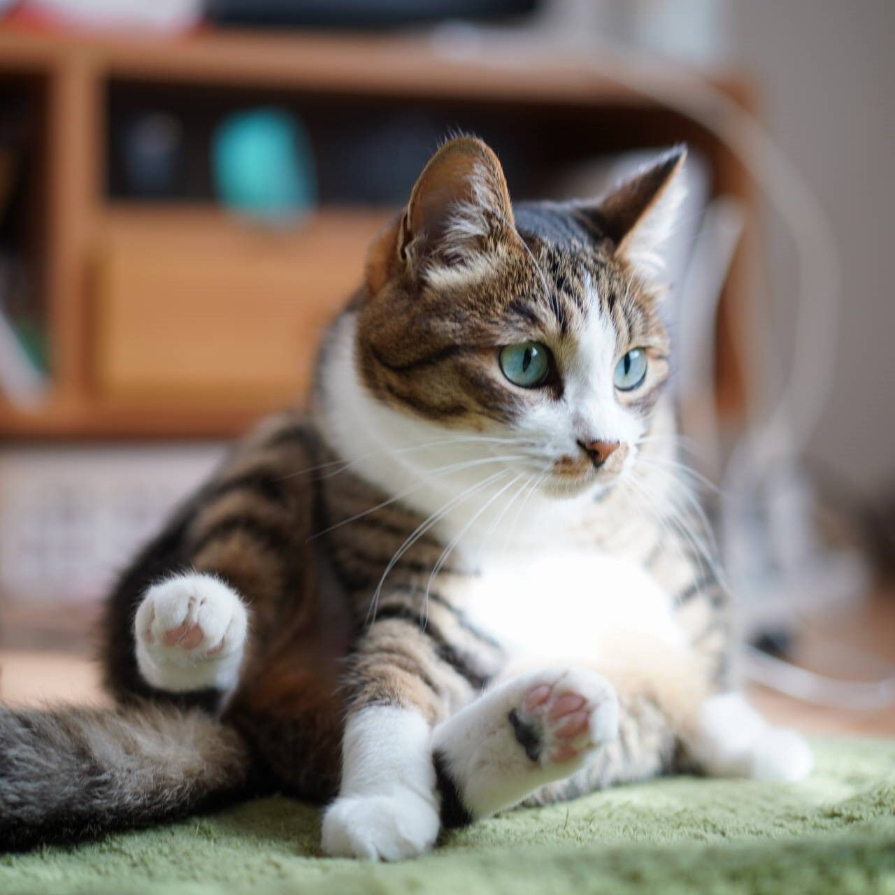 猫8 穴空いた靴下縫う飼い主と靴下にゃんこの愛猫と ねことアパートと1人暮らし