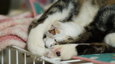 しらにゃいの