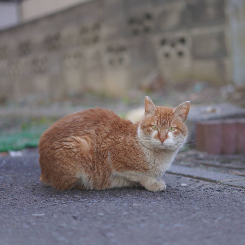 単独行動の茶白氏と排気口ふさぐとらやんと(猫2044) : ねことアパート