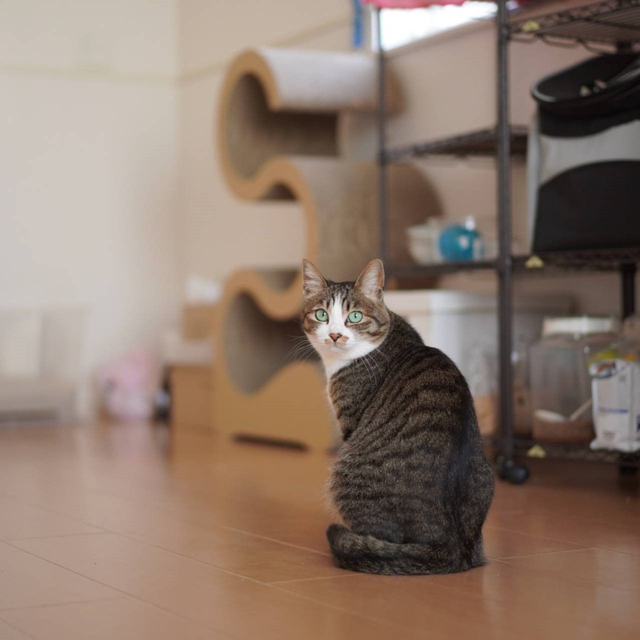 猫823)腹見せないで尻見せる系愛猫と、お腹の毛がなくてさわぐ飼い主と 