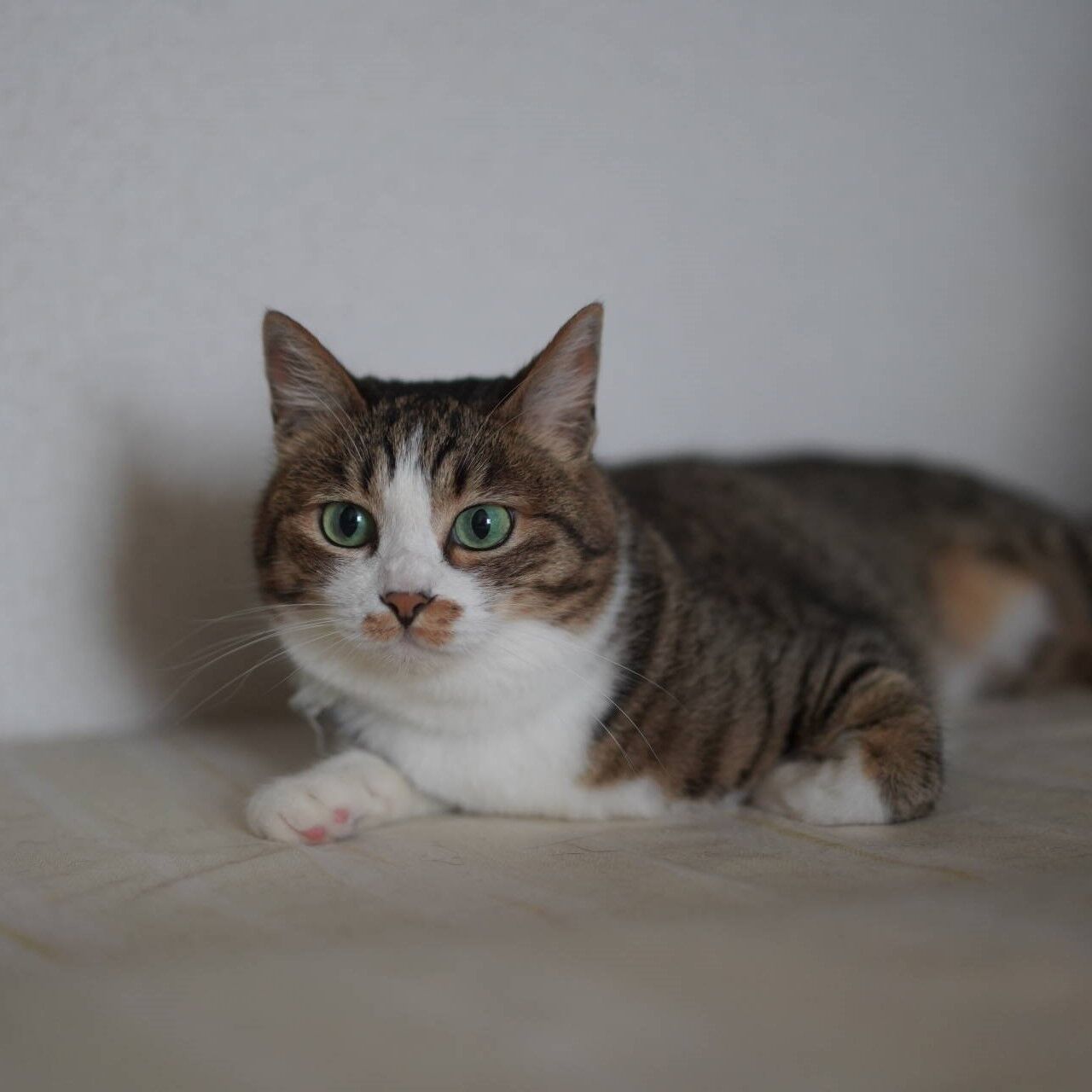 猫1135 布団のマットを処分したい飼い主と居座る愛猫 ねことアパートと1人暮らし とらやんとおらと